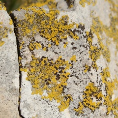 Candelariella medians
