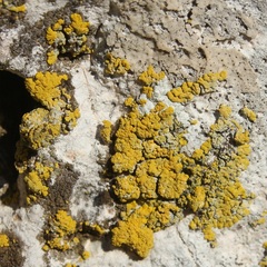 Candelariella medians