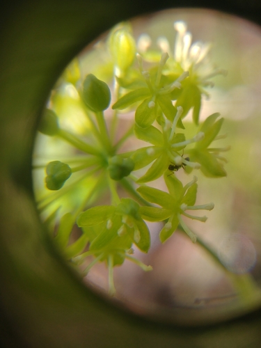 Image of Smilax illinoensis by (c) Katie Kucera, some rights reserved (CC BY)
