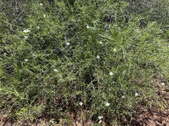 Eremophila polyclada