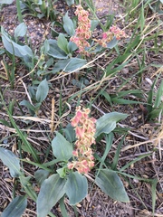 Rumex venosus