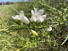 Eremophila polyclada