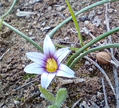 Romulea ramiflora