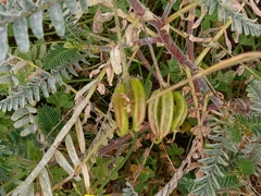 Astragalus boeticus