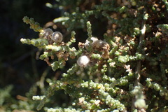 Caroxylon aphyllum