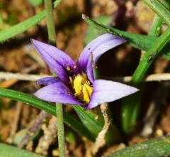 Romulea ramiflora