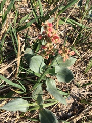 Rumex venosus