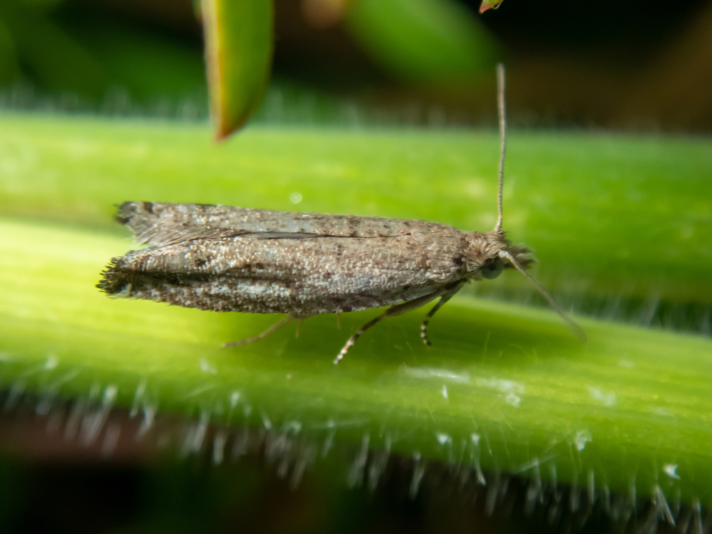 Holocola zopherana