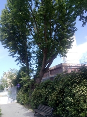 Platanus × hispanica