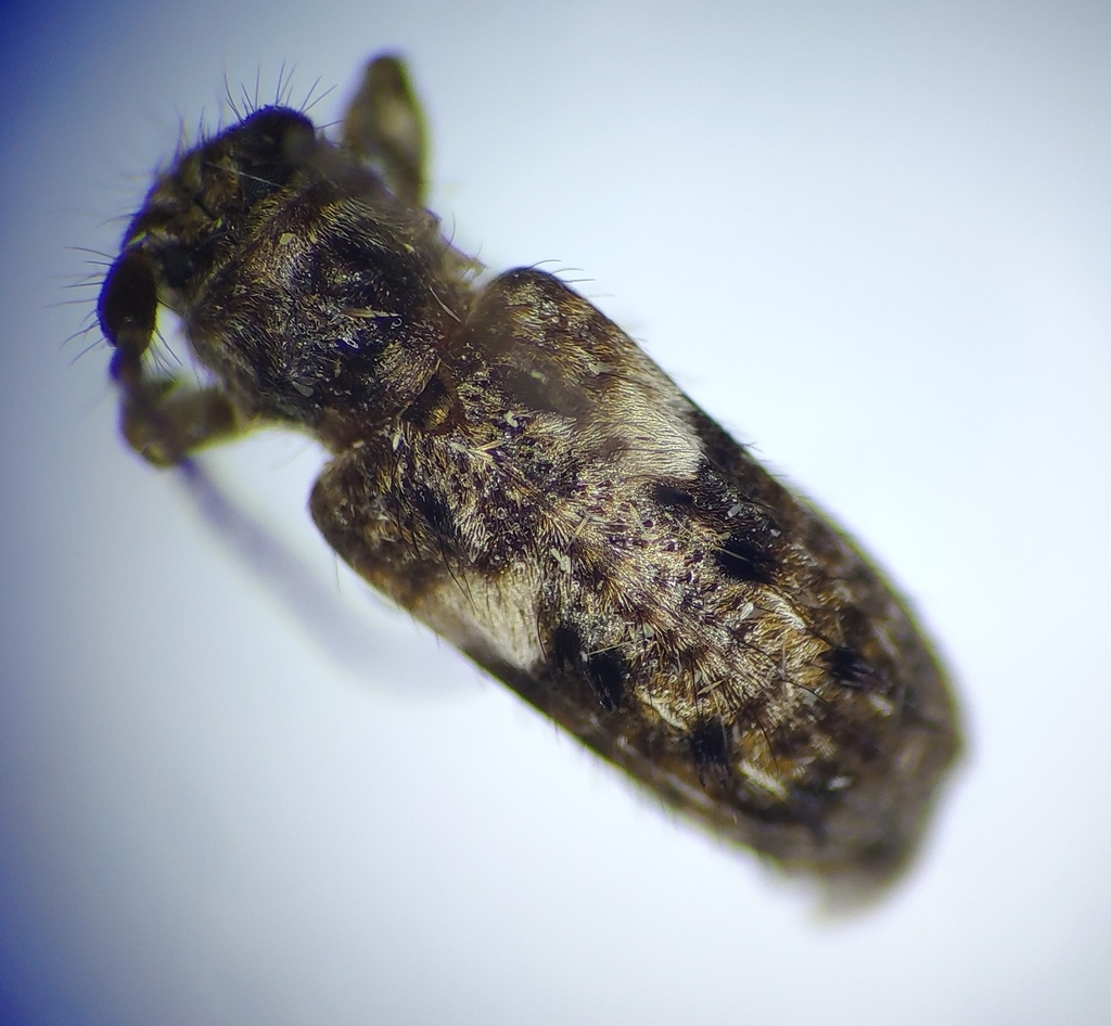 Pogonocherus penicillatus