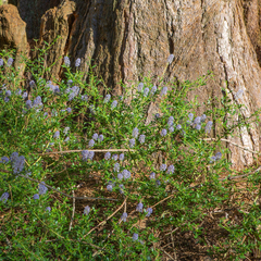 Ceanothus parvifolius