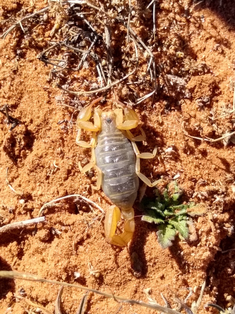 Northern Scorpion from Kane County, UT, USA on February 20, 2022 at 10: ...