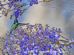 Cynanthus latirostris