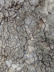 Platanus × hispanica