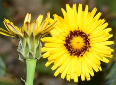 Reichardia tingitana