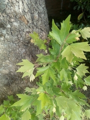 Platanus × hispanica