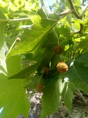 Platanus × hispanica
