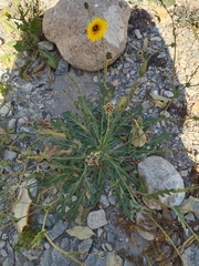 Reichardia tingitana