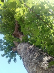 Platanus × hispanica