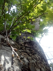 Platanus × hispanica