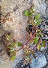 Polycarpon tetraphyllum diphyllum