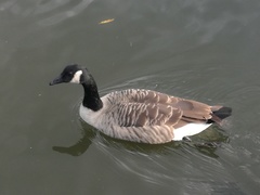 Branta canadensis