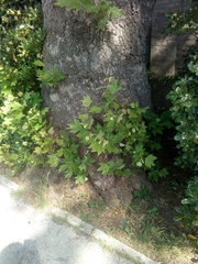 Platanus × hispanica