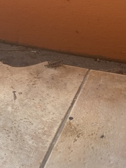 Schistocerca literosa