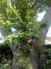Platanus × hispanica