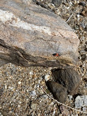 Melanopleurus belfragei