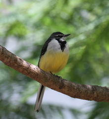 Motacilla flaviventris