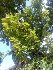 Platanus × hispanica