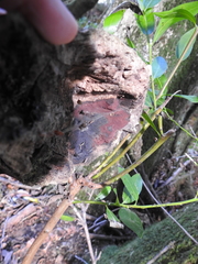 Hypoxylon macrocarpum