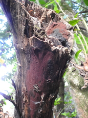 Hypoxylon macrocarpum