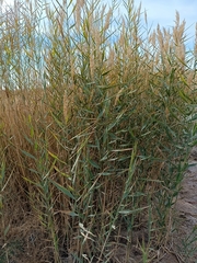 Phragmites australis