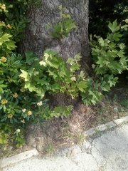 Platanus × hispanica