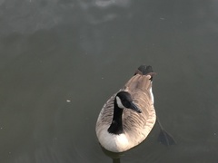 Branta canadensis