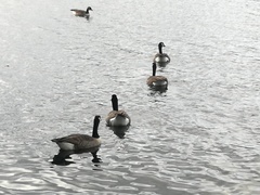 Branta canadensis