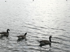 Branta canadensis