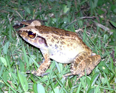 Palau Frog photo 2