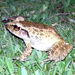 Palau Ground Frog - Photo (c) Devonpike, some rights reserved (CC BY)