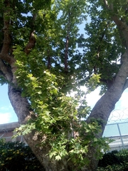 Platanus × hispanica