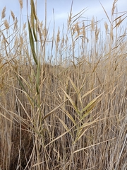 Phragmites australis