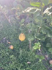 Citrus × pyriformis