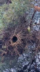 Myiopsitta monachus