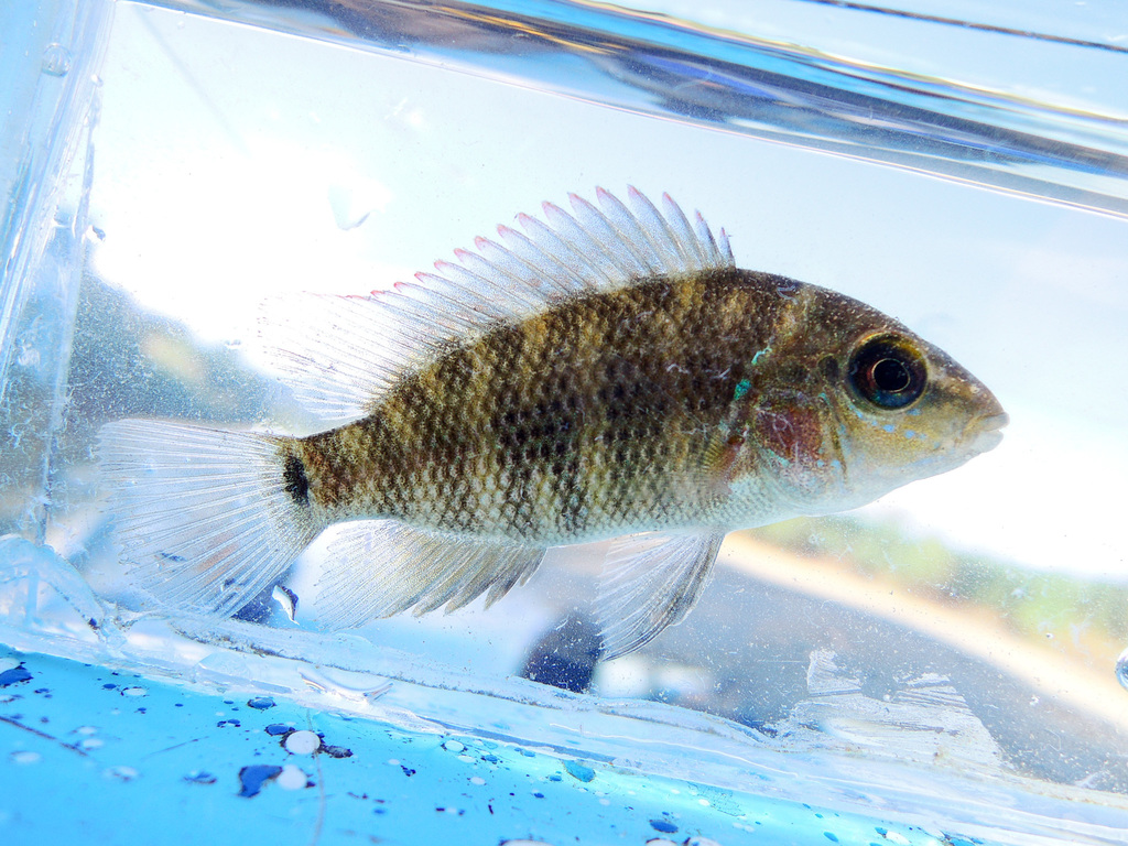 Bluemouth Cichlid