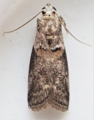 Acrobasis palliolella