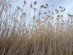 Phragmites australis