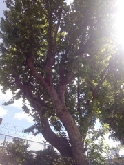 Platanus × hispanica