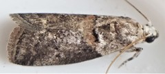 Acrobasis palliolella